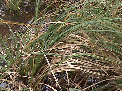 Carex barbarae